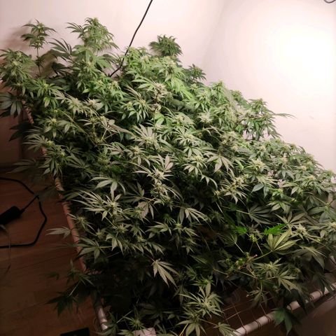 Laughing Buddha #1 growlog timeline photo