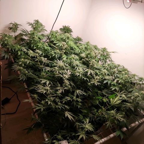 Laughing Buddha #1 growlog timeline photo