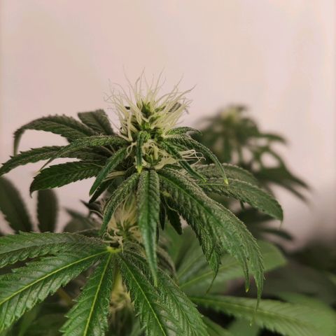 Laughing Buddha #1 growlog timeline photo