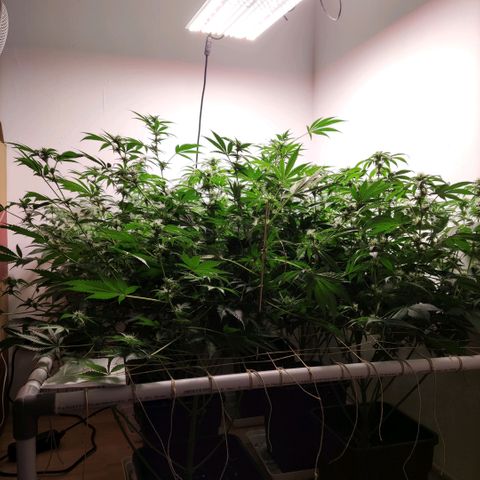 Laughing Buddha #1 growlog timeline photo