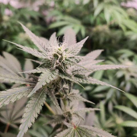 Laughing Buddha #1 growlog timeline photo