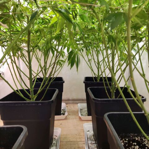 Laughing Buddha #1 growlog timeline photo