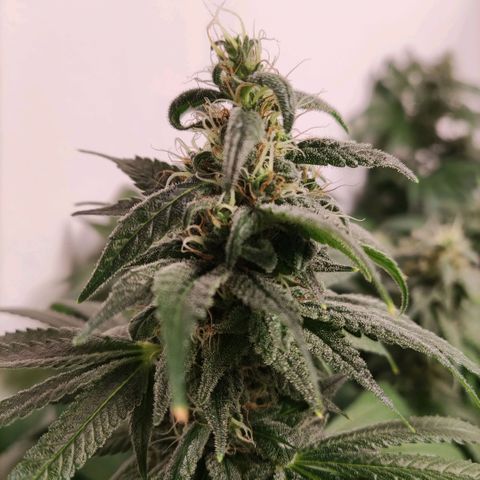 Laughing Buddha #1 growlog timeline photo