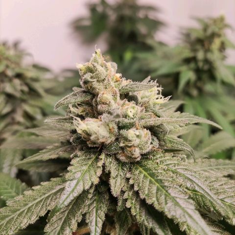 Laughing Buddha #1 growlog timeline photo