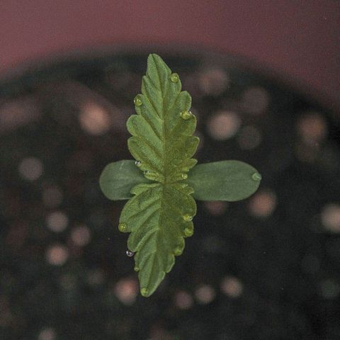 OG KUSH AUTO  growlog photo: Crece rápido y con fuerza.