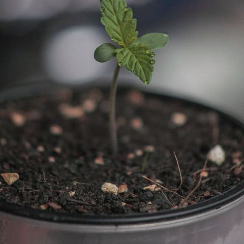 OG KUSH AUTO  growlog photo: Crece rápido y con fuerza.