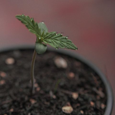 OG KUSH AUTO  growlog photo: Crece rápido y con fuerza.