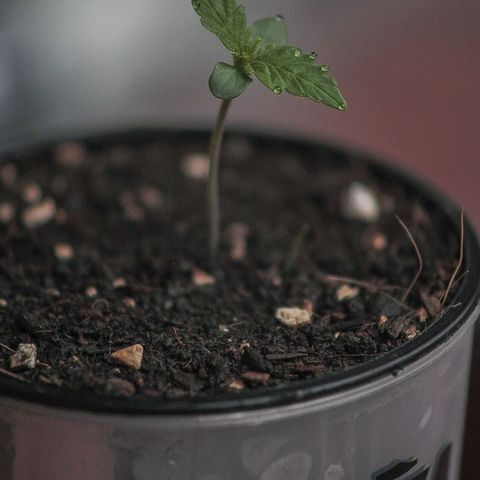OG KUSH AUTO  growlog photo: Crece rápido y con fuerza.