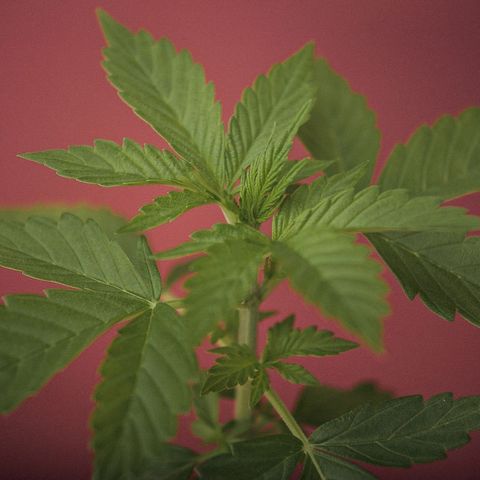 OG KUSH AUTO  growlog photo: Crece rapido y sano cumple 20dias y ya se pasó a su matera final 35litros. 