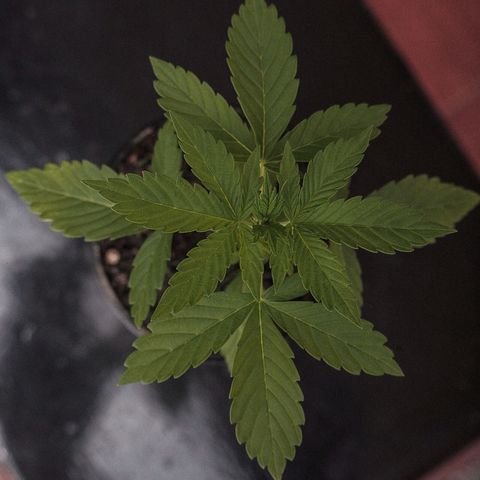 OG KUSH AUTO  growlog photo: Crece rapido y sano cumple 20dias y ya se pasó a su matera final 35litros. 