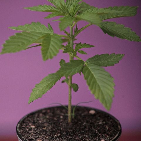 OG KUSH AUTO  growlog photo: Crece rapido y sano cumple 20dias y ya se pasó a su matera final 35litros. 