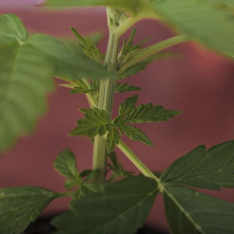 OG KUSH AUTO  growlog photo: Crece rapido y sano cumple 20dias y ya se pasó a su matera final 35litros. 