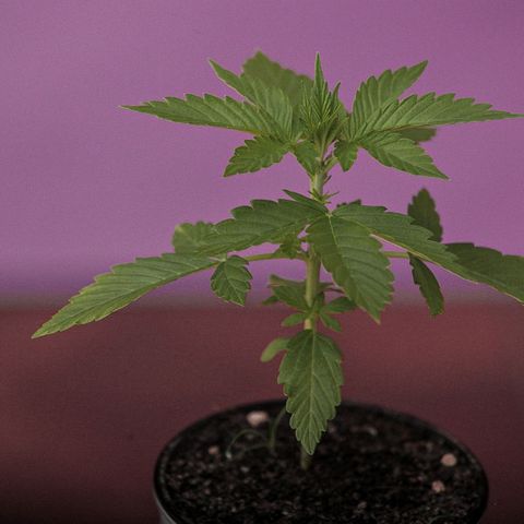 OG KUSH AUTO  growlog photo: Crece rapido y sano cumple 20dias y ya se pasó a su matera final 35litros. 