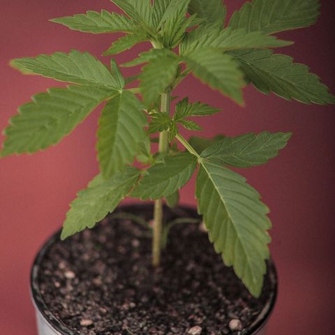 OG KUSH AUTO  growlog photo: Crece rapido y sano cumple 20dias y ya se pasó a su matera final 35litros. 