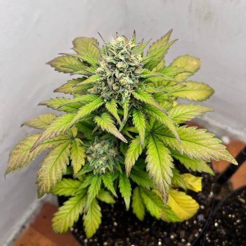 Buddha Auto Zkitt growlog photo: SE LE REALIZO UNA SESION DE FOTOS EN ALTA CALIDAD LAS FOTOS ESTAN SIN EDITAR SON COMO SALIERON DEL EL CELULAR . 