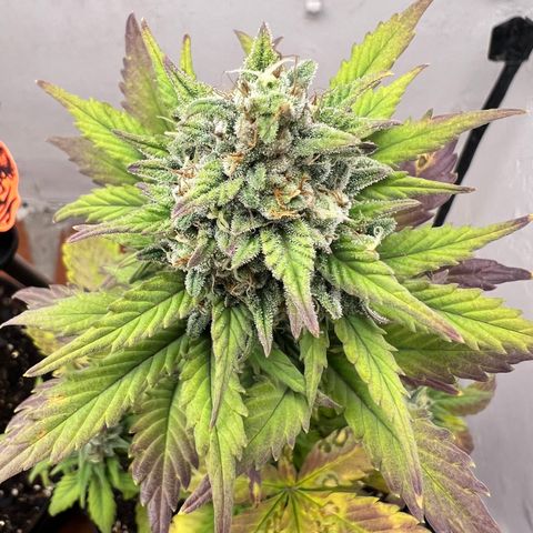 Buddha Auto Zkitt growlog photo: SE LE REALIZO UNA SESION DE FOTOS EN ALTA CALIDAD LAS FOTOS ESTAN SIN EDITAR SON COMO SALIERON DEL EL CELULAR . 