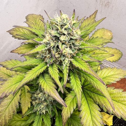 Buddha Auto Zkitt growlog photo: SE LE REALIZO UNA SESION DE FOTOS EN ALTA CALIDAD LAS FOTOS ESTAN SIN EDITAR SON COMO SALIERON DEL EL CELULAR . 