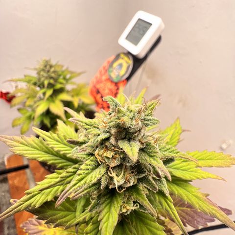 Buddha Auto Zkitt growlog photo: SE LE REALIZO UNA SESION DE FOTOS EN ALTA CALIDAD LAS FOTOS ESTAN SIN EDITAR SON COMO SALIERON DEL EL CELULAR . 