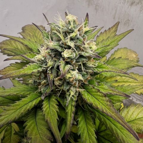 Buddha Auto Zkitt growlog photo: SE LE REALIZO UNA SESION DE FOTOS EN ALTA CALIDAD LAS FOTOS ESTAN SIN EDITAR SON COMO SALIERON DEL EL CELULAR . 