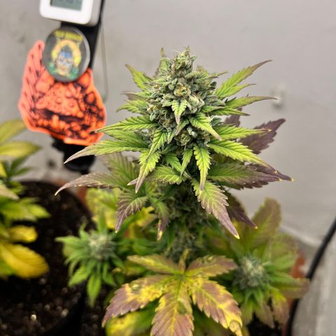 Buddha Auto Zkitt growlog photo: SE LE REALIZO UNA SESION DE FOTOS EN ALTA CALIDAD LAS FOTOS ESTAN SIN EDITAR SON COMO SALIERON DEL EL CELULAR . 