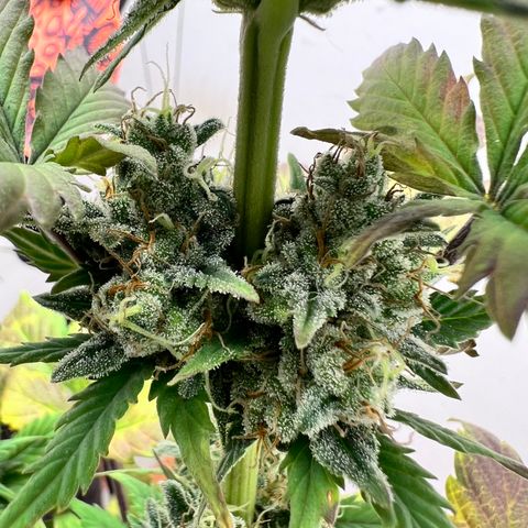 Buddha Auto Zkitt growlog photo: SE LE REALIZO UNA SESION DE FOTOS EN ALTA CALIDAD LAS FOTOS ESTAN SIN EDITAR SON COMO SALIERON DEL EL CELULAR . 