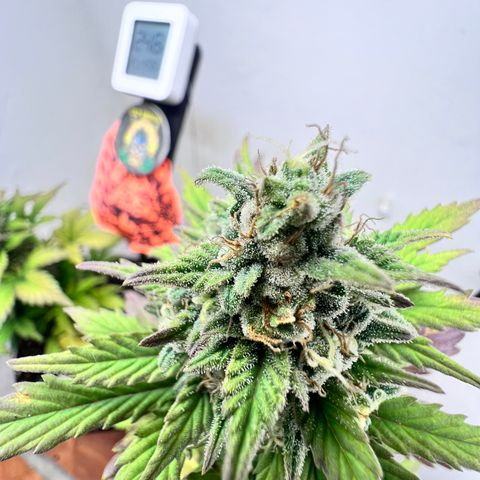 Buddha Auto Zkitt growlog photo: SE LE REALIZO UNA SESION DE FOTOS EN ALTA CALIDAD LAS FOTOS ESTAN SIN EDITAR SON COMO SALIERON DEL EL CELULAR . 