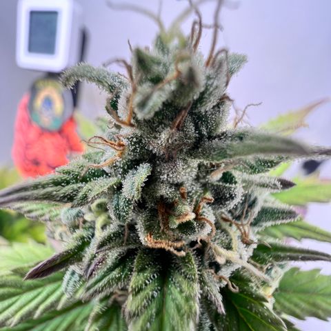 Buddha Auto Zkitt growlog photo: SE LE REALIZO UNA SESION DE FOTOS EN ALTA CALIDAD LAS FOTOS ESTAN SIN EDITAR SON COMO SALIERON DEL EL CELULAR . 