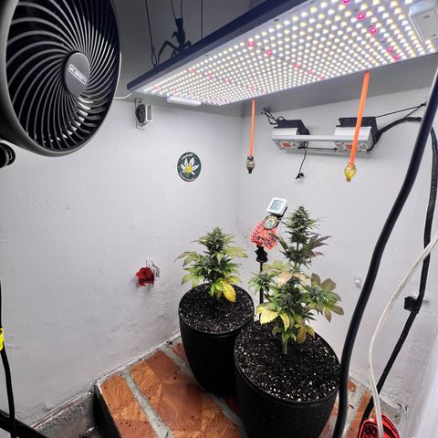 Buddha Auto Zkitt growlog photo: SE LE REALIZO UNA SESION DE FOTOS EN ALTA CALIDAD LAS FOTOS ESTAN SIN EDITAR SON COMO SALIERON DEL EL CELULAR . 