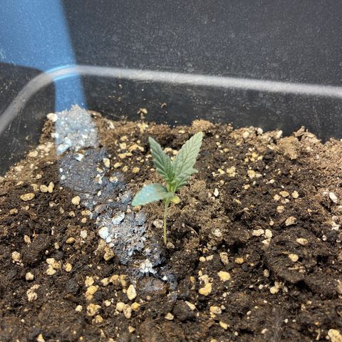Papi Chulo OG growlog timeline photo