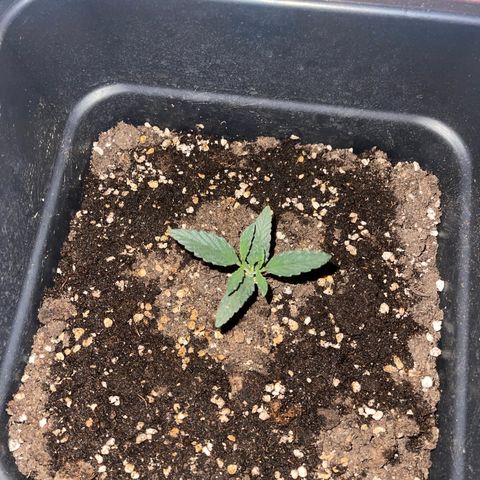 Papi Chulo OG growlog timeline photo