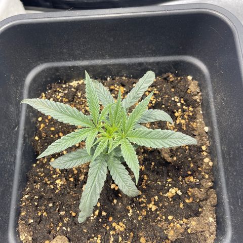 Papi Chulo OG growlog timeline photo