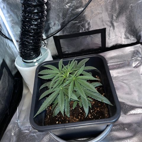Papi Chulo OG growlog timeline photo