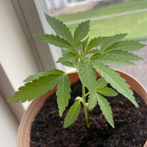 Morning Star growlog timeline photo