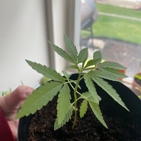 Morning Star growlog timeline photo