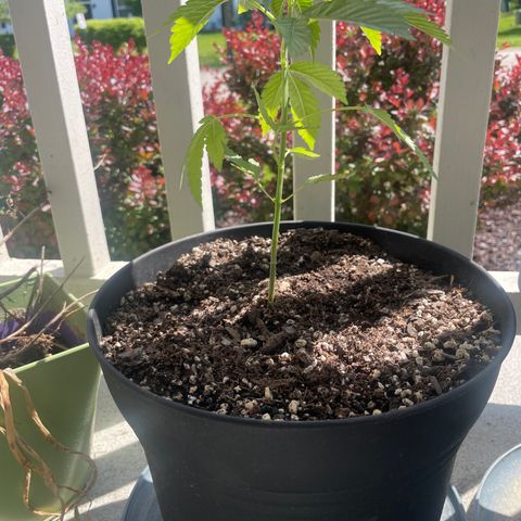 Morning Star growlog timeline photo