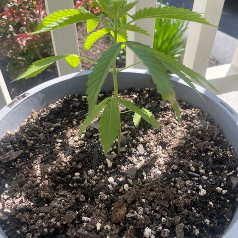 Morning Star growlog timeline photo