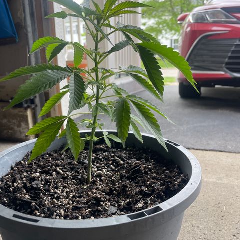 Morning Star growlog timeline photo