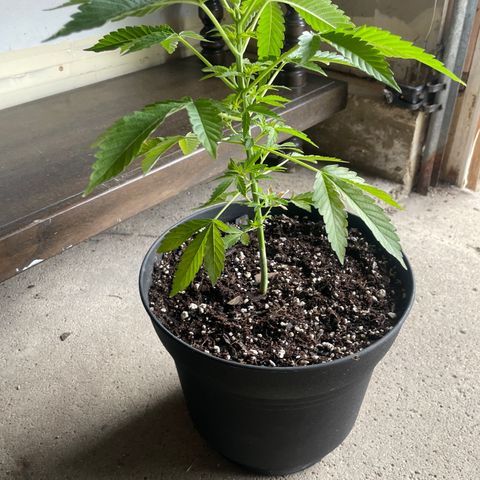 Morning Star growlog timeline photo