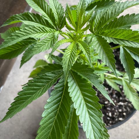 Morning Star growlog timeline photo