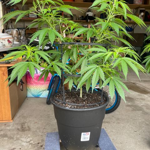 Morning Star growlog timeline photo