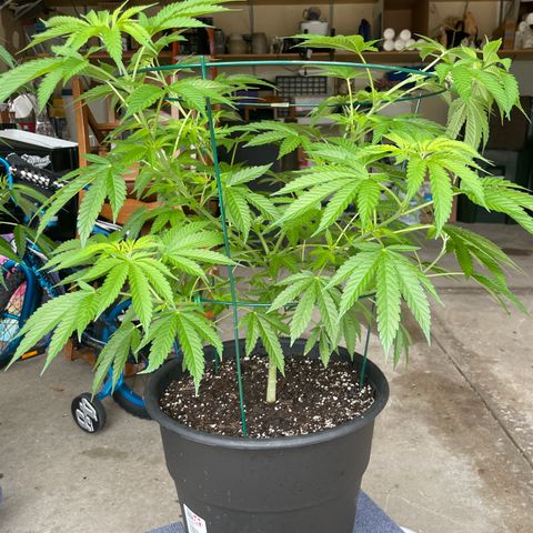 Morning Star growlog timeline photo