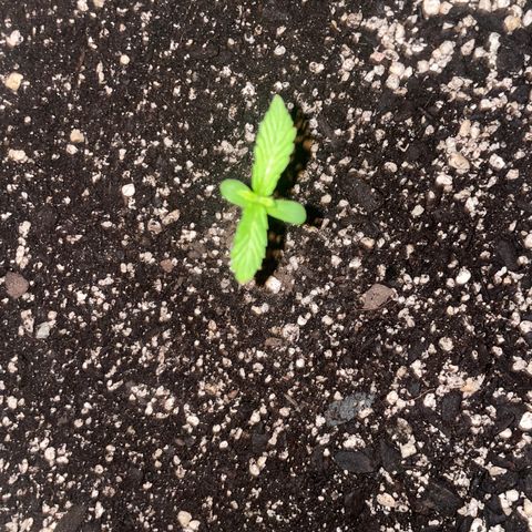 Morning Star growlog timeline photo