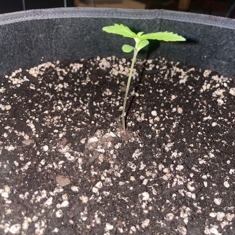 Morning Star growlog timeline photo
