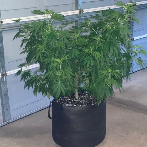 Morning Star growlog timeline photo