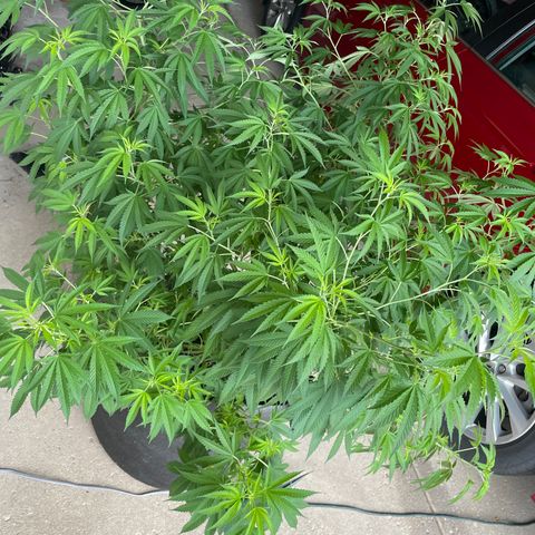 Morning Star growlog timeline photo