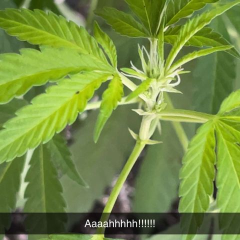 Morning Star growlog timeline photo