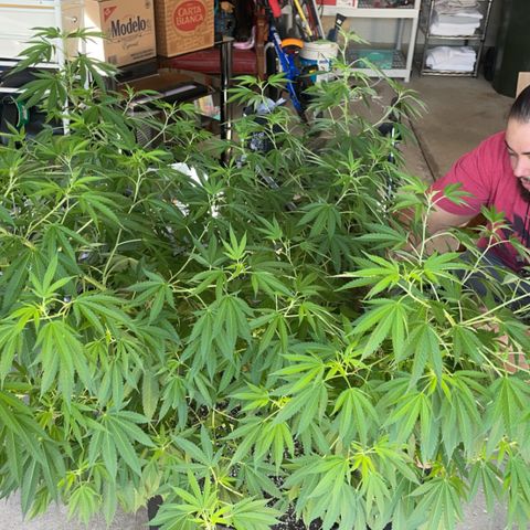 Morning Star growlog timeline photo