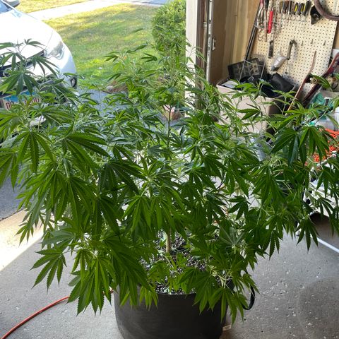 Morning Star growlog timeline photo