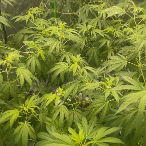 Morning Star growlog photo: Moved to her new house!