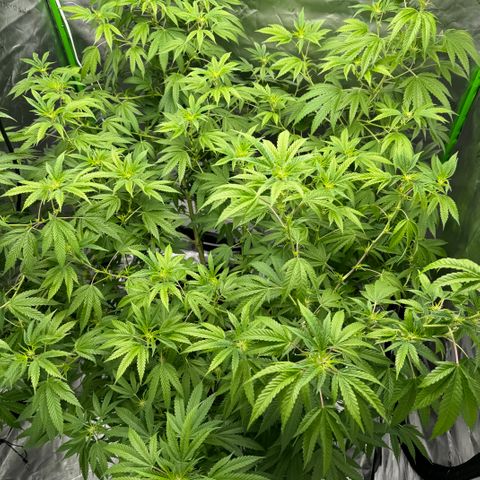 Morning Star growlog photo: Slow & Steady wins the race. 